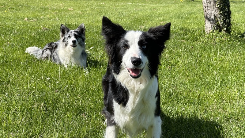 Blue et Raven, testeuses de croquettes à la pension La Grande Chauffetière